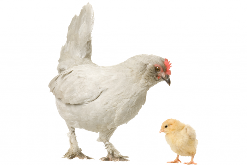 Chook Educating Chick