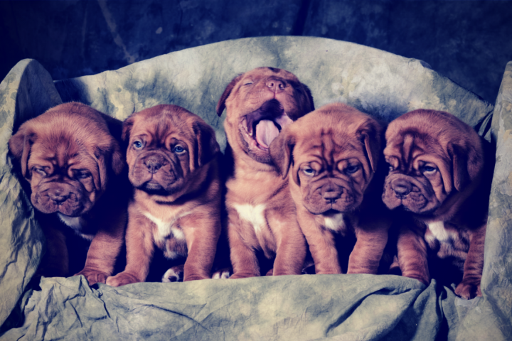 5 Puppies sitting on a couch