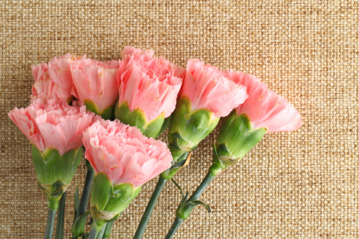 Pink flowers on brown canvas, for Mother's Day